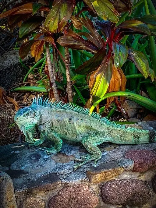 Hébergement de vacances Villa Ker Iguane Terre De Haut Les Saintes